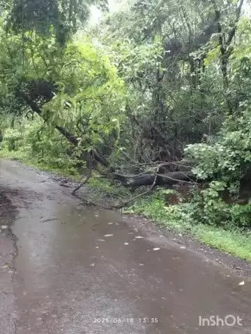 रोहा: रोहा तांबडी रस्त्यावर अनेक ठिकाणी झाडे पडली,
मुसळधार पावसामुळे झाडे पडल्याने अपघाताचा धोका वाढला