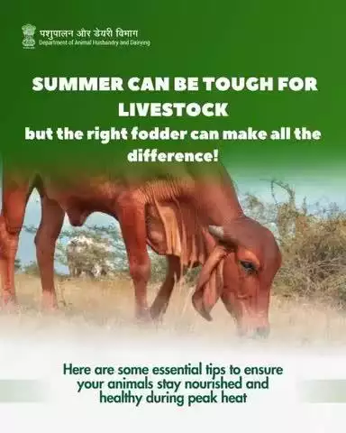 Scorching summer ahead?
Don't let the heat take a toll on your livestock.
Feeding smart is the first step to protecting your animals from stress, dehydration, and low productivity.