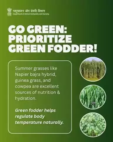 Beat the Heat—Naturally!Introduce cooling green fodders like Napier-Bajra hybrid, Cowpea & Guinea grass into your livestock’s diet.They act as natural coolants while improving digestion & immunity.Nature’s way of keeping animals healthy