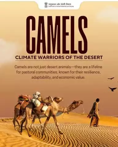 Camels: Climate Warriors of the Desert Not just animals, but a lifeline. Known for resilience, adaptability, and value—camels empower pastoral communities across arid lands.
 #WorldCamelDay2025 #ClimateWarriors #DesertLifeline