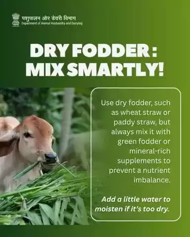 Dry fodder isn't bad—if used right!
Combine dry fodder like wheat/paddy straw with green options or mineral mixes.
 Pro Tip: Sprinkle some water to soften it—easier to chew and digest!
Avoid nutrient loss with thoughtful mixing.
