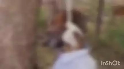 औरैया: दिबियापुर क्षेत्र के जमौली गांव निवासी वृद्ध ने पेड़ से फांसी लगाकर आत्महत्या की