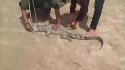 चकरनगर: टिटावली के खार में छिपे मगरमच्छ को ग्रामीणों ने पकड़कर सैंक्चुअरी टीम को सौंपा, फिर चंबल नदी में छोड़ा गया