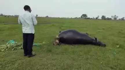 कोरांव: बरनपुर में आकाशीय बिजली से मृत हुई भैंस का दूसरे दिन पशु चिकित्सक ने किया पोस्टमार्टम