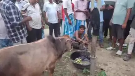 নগাঁও: ধিং চাৰিআলীত ৰাইজে হাতে লুটে আটক কৰে এটা কুখ্যাত গৰু চোৰক,ৰাইজে হাতে লুটে ধৰি লপা থপা দি চমজালে ধিং আৰক্ষীক