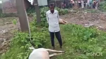 ठाकुरगंगटी: तेतरिया में विद्युत करंट लगने से दो गायों की मौत, मुआवजे की मांग
