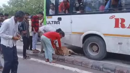 चित्तौड़गढ़: बस्सी में ट्रैफिक अव्यवस्था के चलते हादसा, बस ने गाय को चपेट में लिया, गंभीर घायल