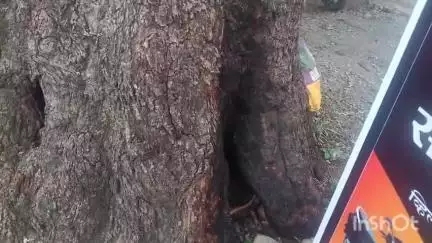 रिसोड: मालेगाव नाका परिसरातील आंब्याचे झाड कोसळण्याची भीती सदर झाड हटवण्याची नागरिकांची मागणी #Jansamasya