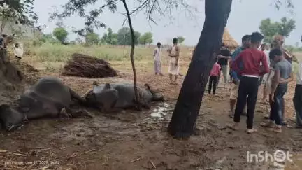 सबलगढ़: सबलगढ़ में आकाशीय बिजली गिरने से दो भैंसों की मौत
