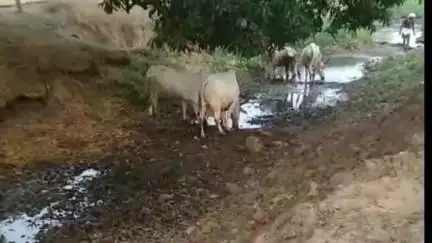 मंडला: ग्राम पौड़ी में पानी की किल्लत से किसान परेशान, पानी न मिलने से पशुओं की हो रही मृत्यु