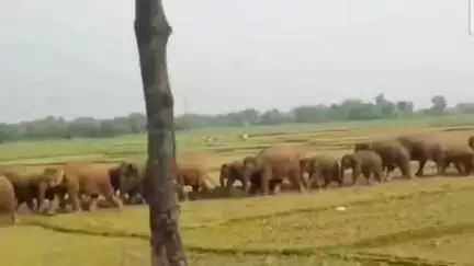 हज़ारीबाग: पानीमाको के नव प्राथमिक विद्यालय में जंगली हाथियों का उत्पात, मिड-डे मील का अनाज खाया