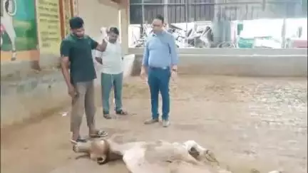 महावन: राया नगर पंचायत गौशाला में गोवंशों को मिल रहा सूखा चारा, डीएम के आदेश पर पंचायत सभासद ने किया गौशाला का निरीक्षण