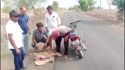 शाजापुर: ग्राम सरसोदिया में कुत्तों के हमले से हिरण घायल, ग्रामीणों ने मदद कर बचाया
