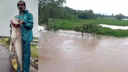 বলরামপুর: মরশুমের প্রথম বর্ষায় বলরামপুরের কুমারী নদীতে মাছ ধরার ভীড়,জালে উঠলো বারো কেজির মাছ