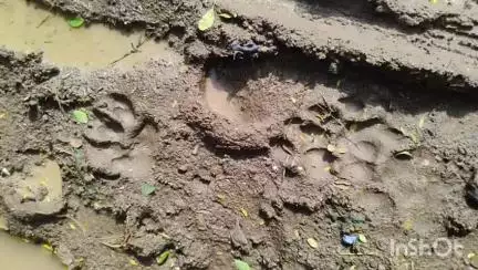 नाशिक: सर्वतीर्थ टाकेद येथे बिबट्याच्या हल्ल्यात दोन शेळ्या व एक बोकड फस्त, परिसरात भितीचे वातावरण