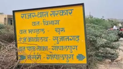 बीदासर: गोपालपुरा व सांडवा नर्सरी में वन विभाग ने तैयार किए हैं सवा तीन लाख पौधे 

#forest #vandegangajal