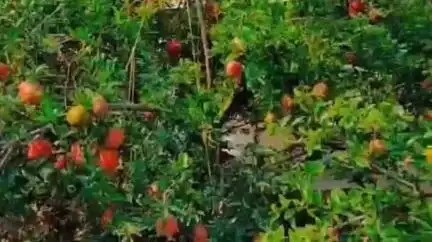 अकोला: फळबागायतदारांसाठी दिलासादायक बातमी; ३० जूनपर्यंत विमा सहभागासाठी अंतिम संधी,जिल्हाधिकारी अजित कुंभार