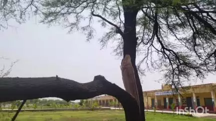 अरनोद: तेज आंधी से चुपना के कुएं पर गिरा पेड़, सोलर प्लेटें चकनाचूर; मोवाई स्कूल परिसर में भी टूटा विशाल बबूल का पेड़