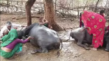 निवाड़ी: चौमो खास ग्राम के गोवा पश्चिमी में आकाशीय बिजली गिरने से दो भैंसों की मौत, मुआवजे की मांग