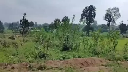 सिंगरौली: चितरवई गांव के जंगल में मिला जंगली भालू का शव, वन अमला पीएम करा कर जांच में जुटा