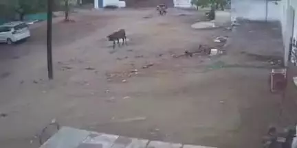 खरगापुर: खरगापुर में बिजली के खंभे से करंट लगने से गाय की मौत, सीसीटीवी में कैद हुई घटना