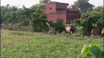 मुहम्मदाबाद: महेशपुर द्वितीय गांव में एक आवारा सांड बना आतंक का पर्याय, ग्रामीणों को मारपीट कर घायल कर रहा है, प्रशासन का वादा फेल