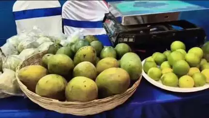 মেদিনীপুর: দু'দিন ব্যাপী আম উৎসব শেষ হলো মেদিনীপুর শহরে, ফল চাষ বা আম চাষে কৃষকদের উৎসাহিত করতেই এই উদ্যোগ; জানান আধিকারিকরা