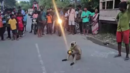 திருத்தணி: விசித்திரமான குரங்கை கண்டு ரசித்த திருவாலங்காடு பகுதி மக்கள்