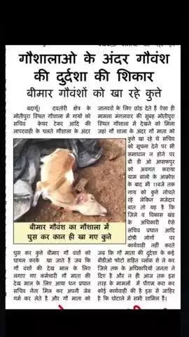 गाओ शालाओ मे हो रहा गायो का बुरा हाल ग्राम प्रधान बा अन्य कर्म चारियों की लापरवाही 
नही हो रहा कोई समाधान