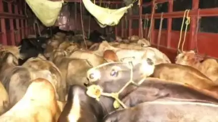 ছিপাঝাৰ: ছিপাঝাৰত মাজনিশা আৰক্ষীয়ে জব্দ কৰে এখন গৰু ভৰ্তি ট্ৰাক,আটক কৰে চালক