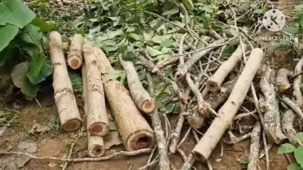 নগাঁও: নগাঁৱৰ কন্দলী চোৱাং বনাঞ্চলত বন ধ্বংস,বন দস্যুৰ কবলত পৰিছে কন্দলী চোৱাং বনাঞ্চল,মন্তব্য ৰাইজ