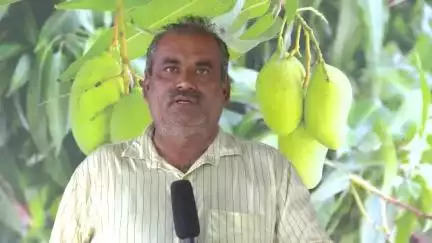 નખત્રાણા: દેવપર (યક્ષ)ના ખેડૂત જગદીશભાઈએ પ્રાકૃતિક ખેતીથી કચ્છી કેરીનું ગુણવત્તાયુક્ત ઉત્પાદન મેળવ્યું : ભારતભરમાં નિકાસ