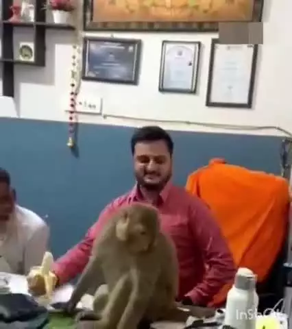 नकुड: लखनोती स्थित एक अस्पताल में डॉक्टर की कुर्सी पर बैठे बंदर का वीडियो हुआ वायरल, दवाइयां भी चेक करता दिखा बंदर
