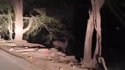 पंचकूला: पहाड़ी क्षेत्र मोरनी में जंगल से भटककर हिरण सड़क पर पहुंचा, गाड़ी देखकर जंगल की ओर भागा