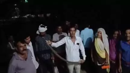 सागर: स्नेक कैचर बबलू पवार ने रतौना गांव के घर से रसेल वाइपर सांप पकड़ा