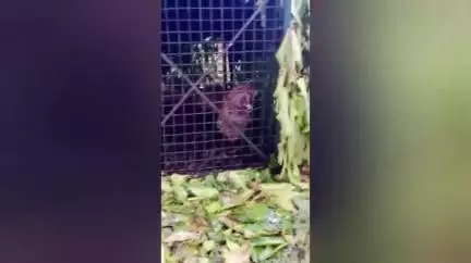 ধূপগুড়ি: কলাবাড়ি চাবাগানে খাচায় বন্দী চিতাবাঘ উদ্ধার করে নিয়ে গেল বিন্নাগুড়ি রেঞ্জের বনকর্মিরা, এলাকায় চাঞ্চল্য