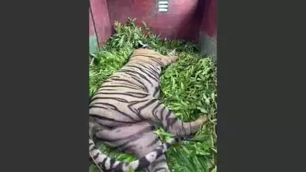 सवाई माधोपुर: सवाई माधोपुर रणथंबोर की बाघिन कनकटी RBT 2507 को ट्रेंकुलाइज कर भेजा गया मुकंदरा टाइगर हिल्स