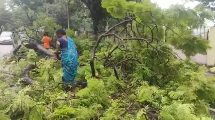 गया टाउन सीडी ब्लॉक: गया: जय प्रकाश झरना के पास सड़क पर गिरा विशाल पेड़, बड़ा हादसा टला