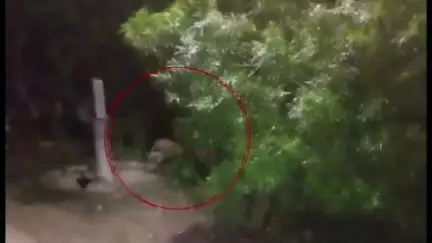 महाराजगंज: घुघली थाना क्षेत्र में तेंदुआ दिखने से मचा हड़कंप, तस्वीरें हुईं वायरल