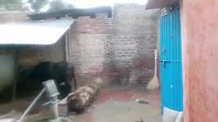 बिधूना क्षेत्र भटौली गांव झमाझम बारिश हो रही है