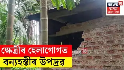 Khetri Elephant News | ক্ষেত্ৰীৰ হেলাগোগত বন্যহস্তীৰ উপদ্ৰৱ | N18V