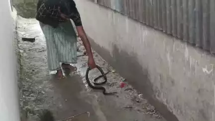 সৃজনগ্ৰাম: চাকলা ২য়খণ্ডৰ পৰা এটা বিষাক্ত সাপ উদ্বাৰ কৰি গলত মেৰিয়াই লৈ ফুৰি থকা যুৱকক লৈ চাঞ্চল্যৰ সৃষ্টি, অঞ্চলত আতংকময় পৰিস্থিতি