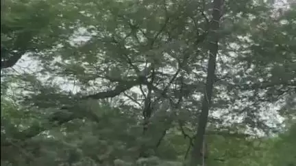 दुधि: पिपरी में वन विभाग की बड़ी कार्रवाई, बिना कागजात के कोयला लदी 4 ट्रक पकड़े गए, एक चालक गिरफ्तार