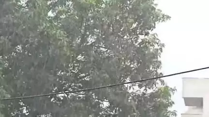 পুরুলিয়া ২: টানা বৃষ্টিতে ধানের চারা ও বীজতলা ক্ষতিগ্রস্ত, প্রতিক্রিয়া পুরুলিয়া ২ ব্লক এলাকার হতাশ চাষীদের #jansamasya