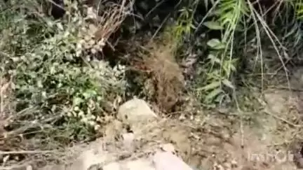 हरदोई: भिठारी गांव में शौच के लिए गए बुजुर्ग को तेज रफ्तार कार ने मारी टक्कर, कार खंती में पलटी, बुजुर्ग की मौके पर हुई मौत