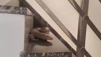 अजमेर: वैशाली नगर स्थित एक घर में मिली स्नेक कोमोडो ड्रैगन, किया गया रेस्क्यू