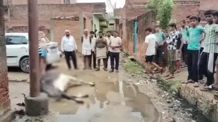 बाह: बाह में करंट दौड़ते विद्युत पोल से किसान और दुधारू गाय चपेट में आए, गाय की हुई मौत