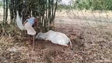 लालगंज: रेही गांव में आकाशीय बिजली की चपेट में आने से बांस के पेड़ के नीचे बंधी गाय की हुई मौत, मौके पर पहुंची पीआरबी पुलिस