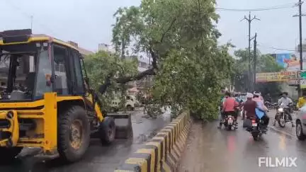 मुरैना नगर: अंबाह रोड पर आंधी-तूफान से पेट्रोल पंप के सामने पेड़ गिरा, बाल-बाल बचे राहगीर, टला बड़ा हादसा