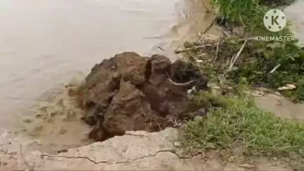 নগাঁও: ৰহাৰ বনুৱা গাঁৱত কলং নদীৰ ভয়াৱহ খহনীয়া, আতংকিত হৈ পৰিছে স্থানীয় বাসিন্দা #jansamasya